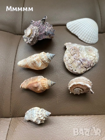 Морски раковини