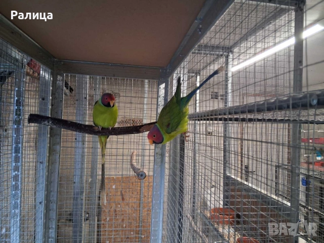 Сливоглав Александър, снимка 3 - Папагали - 52957404