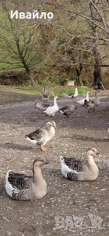 САМО СЕГА !!!ПОСЛЕДНИ БРОЙКИ!!! ПУЙКИ ГЪСКИ И ПАТИЦИ, снимка 5 - Кокошки и пуйки - 52679337