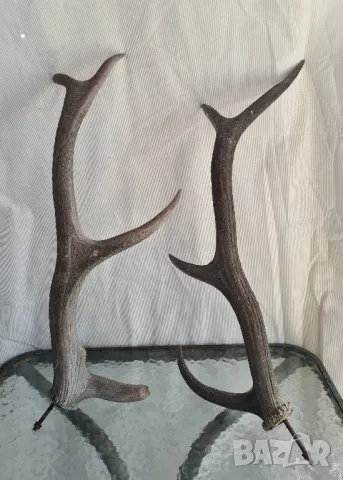 Рога от елен за декорация на дома във много добро състояние са, снимка 2 - Декорация за дома - 50145997