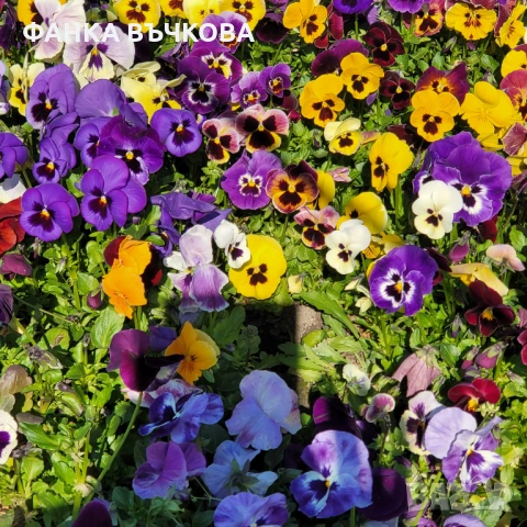 РАЗСАД ТЕМЕНУЖКИ, снимка 5 - Градински цветя и растения - 53864705