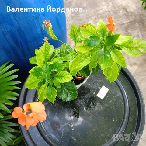 разкошни стайни растения , снимка 9 - Стайни растения - 56140195