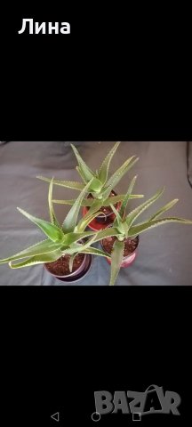 Aлое/Aloe arborescens/, снимка 2 - Стайни растения - 41353900