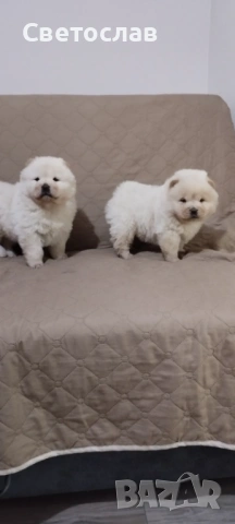 Продавам бели чау чау