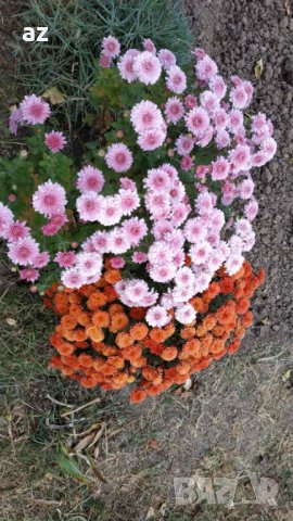 Хризантеми , снимка 10 - Разсади - 42740391