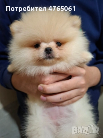 Померан малък шпиц момичета, снимка 3 - Померан - 53839680