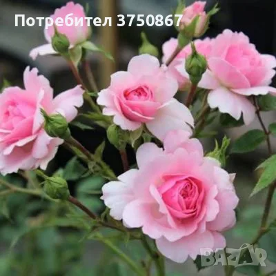 🌹 РОЗА 🌹 BONICA® 82 Meidomonac