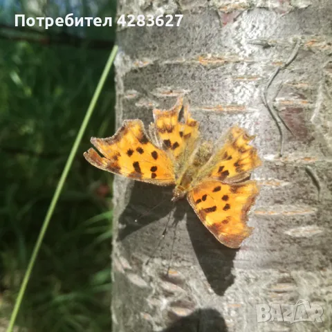 парцел УПИ Банкя кв.Иваняне