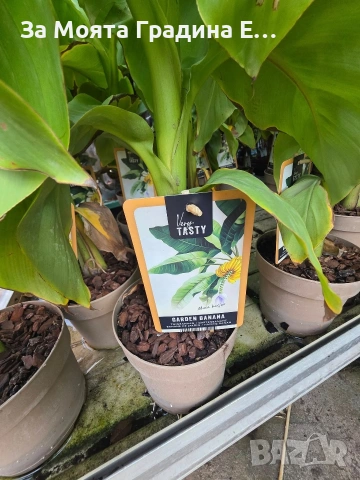 Банан - Мусо Баджо, снимка 9 - Градински цветя и растения - 53635823