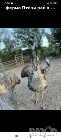 яйца от ему, снимка 3 - други­ - 51795788