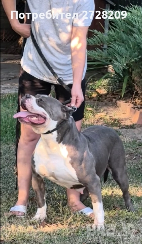 Американско Були Хл/American Bully XL , снимка 10 - Питбул - 53614865