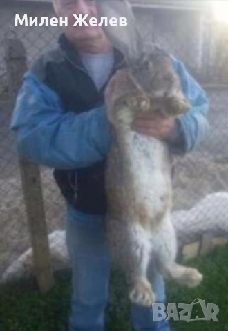 Продавам зайци порода БЕЛГИЙСКИ ВЕЛИКАН чистокръвни,цена по договаряне, снимка 10 - Други - 52084319
