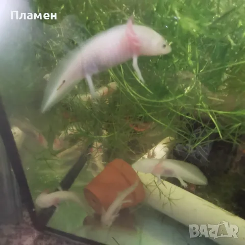 Аксолотъл//Амбистома