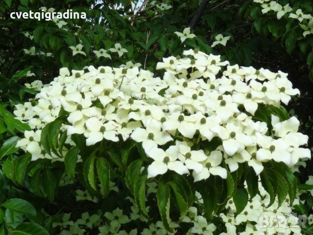 Cornus kousa Chinensis (Китайски дрян), снимка 3 - Градински цветя и растения - 41207263