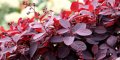 Червена Смрадлика (Cotinus coggygria 'Royal Purple'), снимка 7