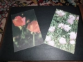 Стари албуми 2бр. с Пощенски картички / Цветя, снимка 3