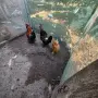 Продавам орпингтони,павловска, амрок, снимка 5
