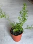 Asparagus Sprengeri/ Аспарагус шпренгери, снимка 4