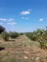 БИО ЛЕШНИК ЧЕРУПКА, снимка 2