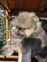 продавам померан , снимка 1