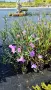 Руелия, Мексиканска петуния, Ruellia Purple Mexican Petunia!!!, снимка 7