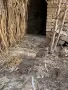 Тракийски кеклик, снимка 4