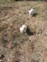 Чихуахуа кученца бебета, снимка 3