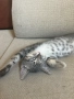 шотландско правоухо коте котка, снимка 3