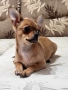 Уникално Мъжко Шоколадово Чихуахуа , снимка 1