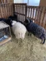 Продавам шутлански овце , снимка 3