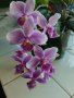 Красиви орхидеи , снимка 1 - Стайни растения - 32936807