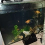 голям аквариум с рибки оборудван 50 х 40 х 24, снимка 7