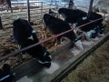 Продавам 7 телета, снимка 4