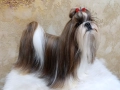 Кученца Ши Тцу /SHIH TZU FCI pedigree , снимка 8