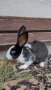 Холандски зайци, зайци Веселина и кръстоска, снимка 10
