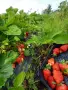 Продавам разсад ягоди , снимка 2