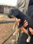 Подарявам малки кученца, снимка 4