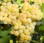 Грозде за Вино и Ракия!…БЕЗПЛАТНО МЕЛЕНЕ, снимка 2