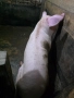 Продавам големи угоени прасета за коледа, снимка 11