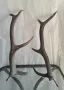 Рога от елен за декорация на дома във много добро състояние са, снимка 2