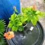 разкошни стайни растения , снимка 9