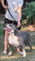 Американско Були Хл/American Bully XL , снимка 10