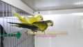 Монашески папагали, снимка 3