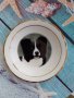 порцеланова декоративна колекционерска чинийка с куче от Англия, снимка 1
