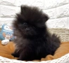  Померан – мини и джудже тип, снимка 10