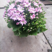 цинерария, снимка 1 - Градински цветя и растения - 44688720