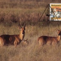 Ботсвана 1988 - 4 броя Карти Максимум - WWF, снимка 3 - Филателия - 38881701