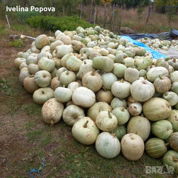 Продавам тикви за животни, снимка 1