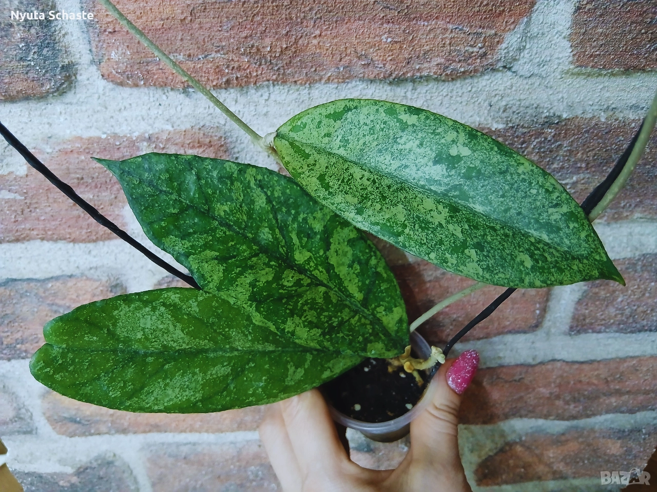 Хоя. Hoya Bahoi , снимка 1