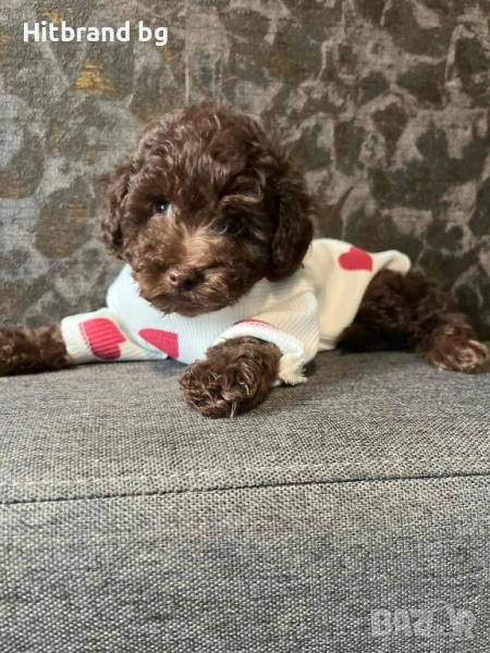 Пудели Той, снимка 1